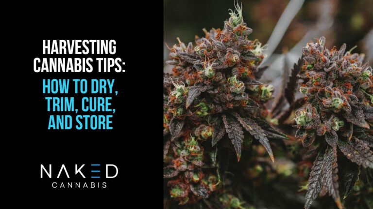 Harvesting Cannabis Tips How To Harvest Dry Trim Cure Store