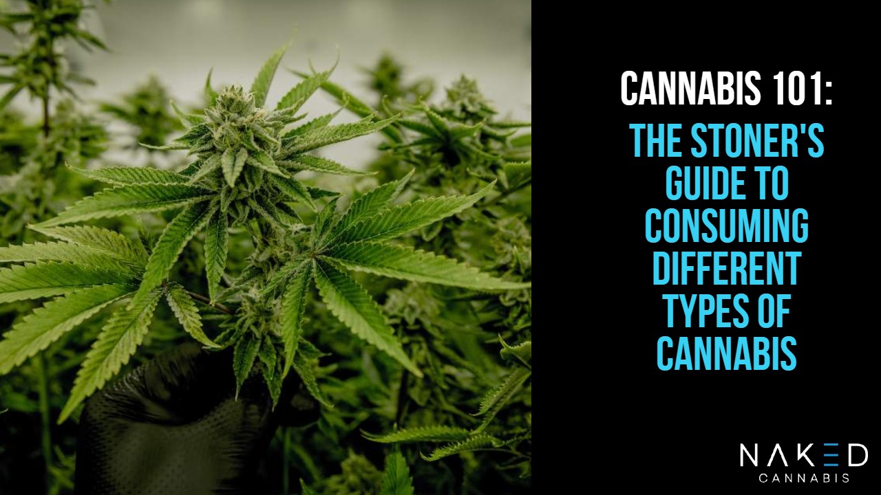 Read more about the article Cannabis 101: A  Guide To Consuming Different Types of Cannabis