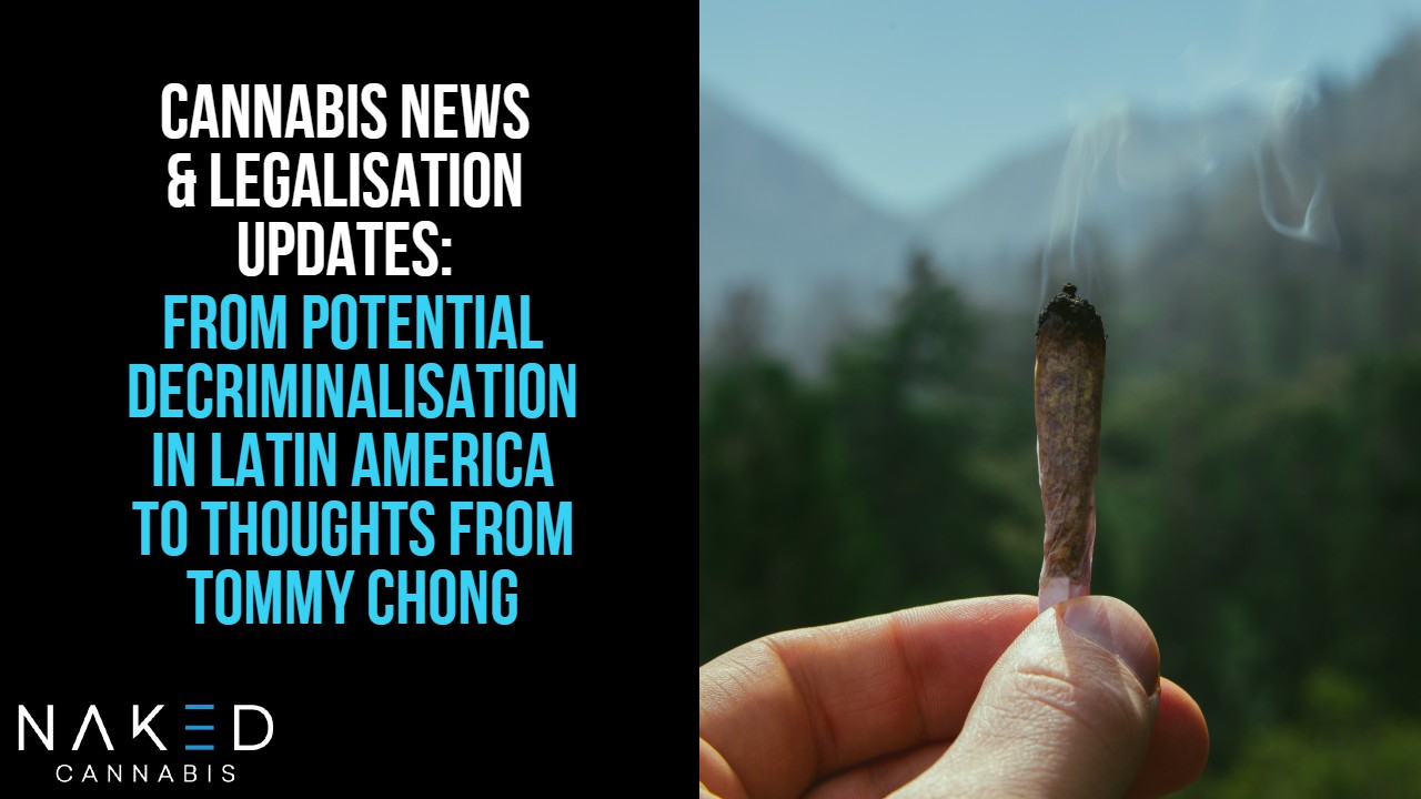 Read more about the article Cannabis News: Latin America & Thoughts from Tommy Chong