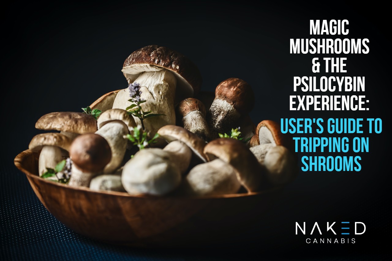 Magic Mushrooms In Canada Can You Really Buy Psilocybin Online