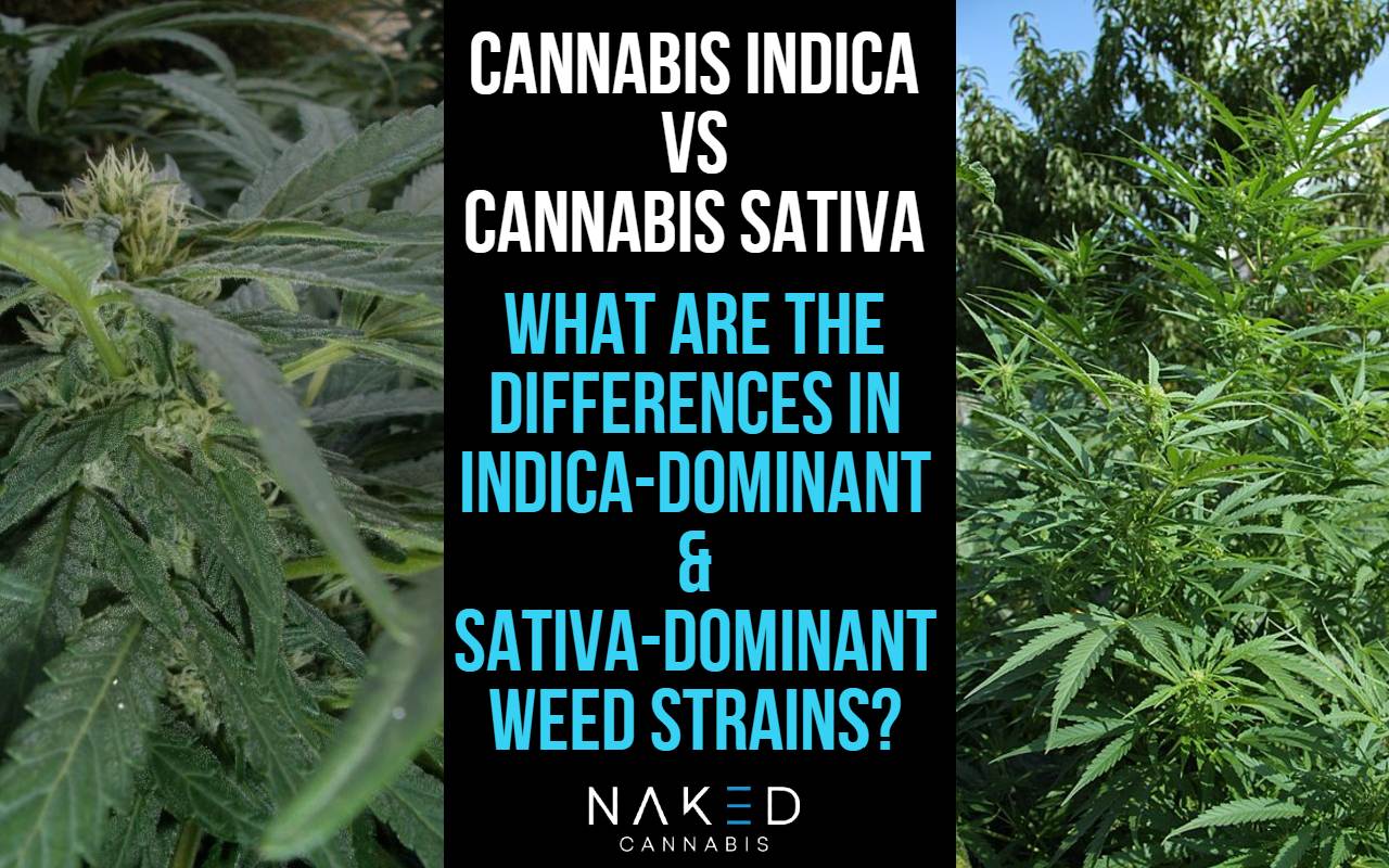 You are currently viewing Indica vs Sativa: Which Hybrid Cannabis Strain is Right for You?