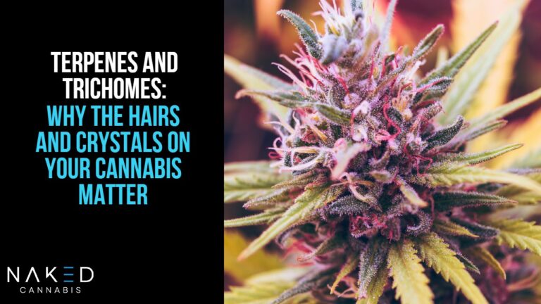 Read more about the article Why the Crystals & Hairs On Your Bud Matter
