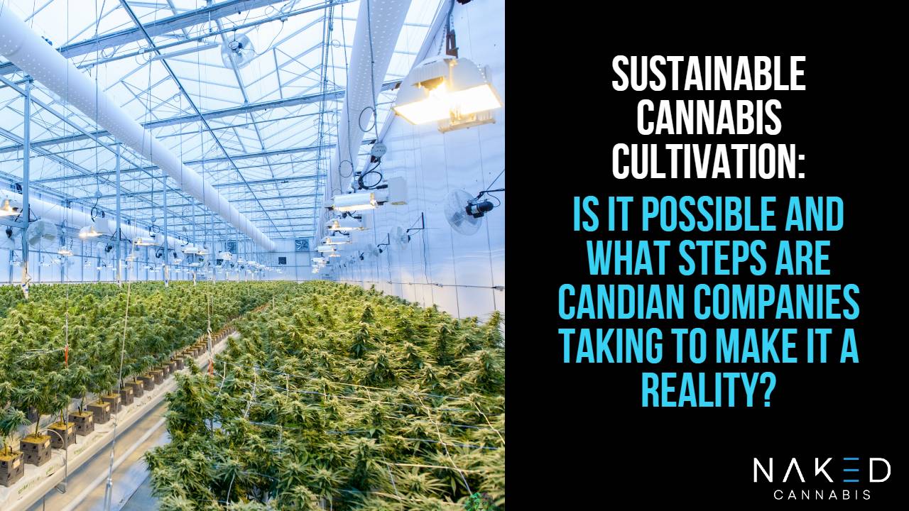 Read more about the article 3 Ways the Cannabis Industry is Moving Towards Sustainable Cultivation