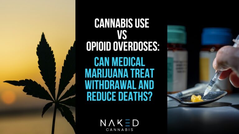 Read more about the article Can‌ ‌Cannabis‌ ‌Reduce‌ ‌Opioid‌ ‌Overdoses‌ ‌and‌ ‌Treat‌ ‌Withdrawals?