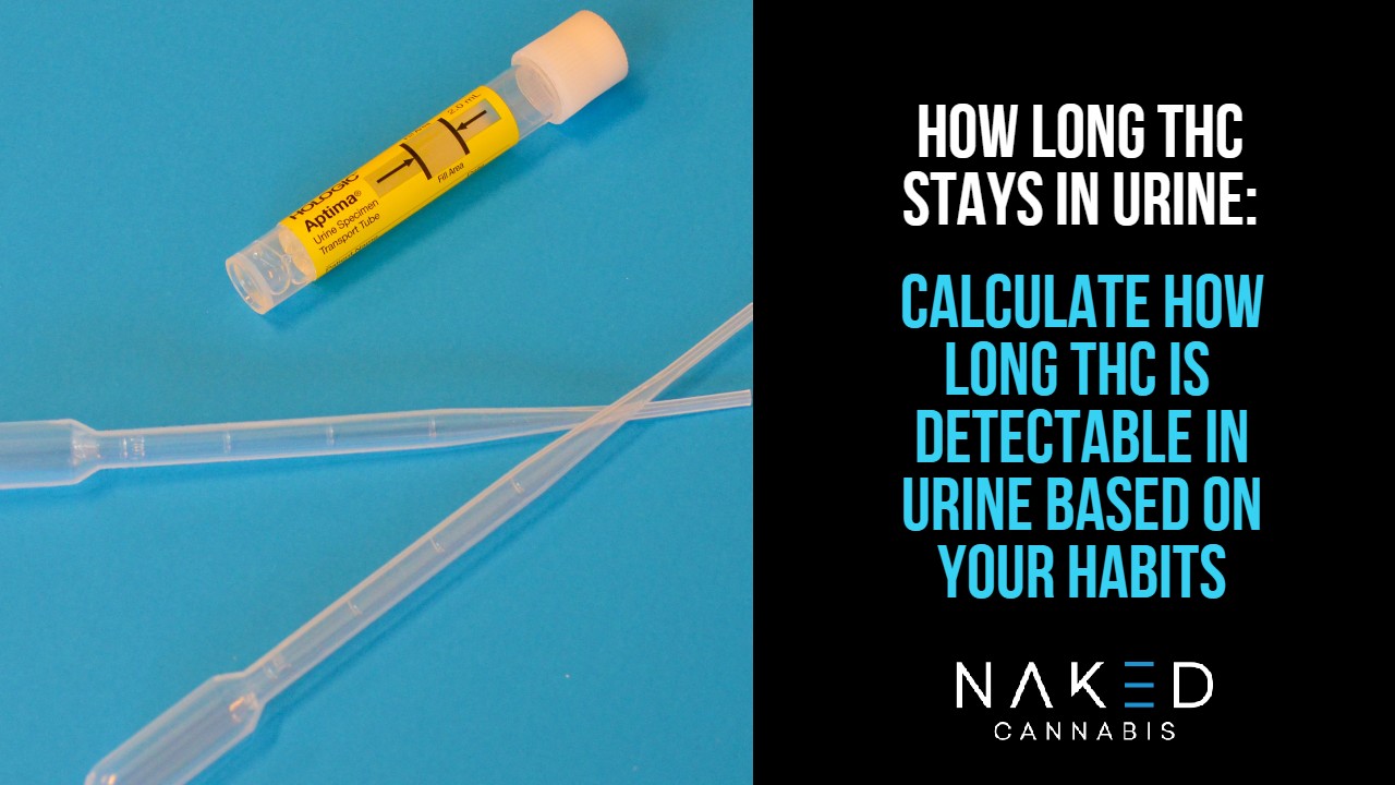 How Long is THC in Urine Traceable? How to Pass a Piss Test