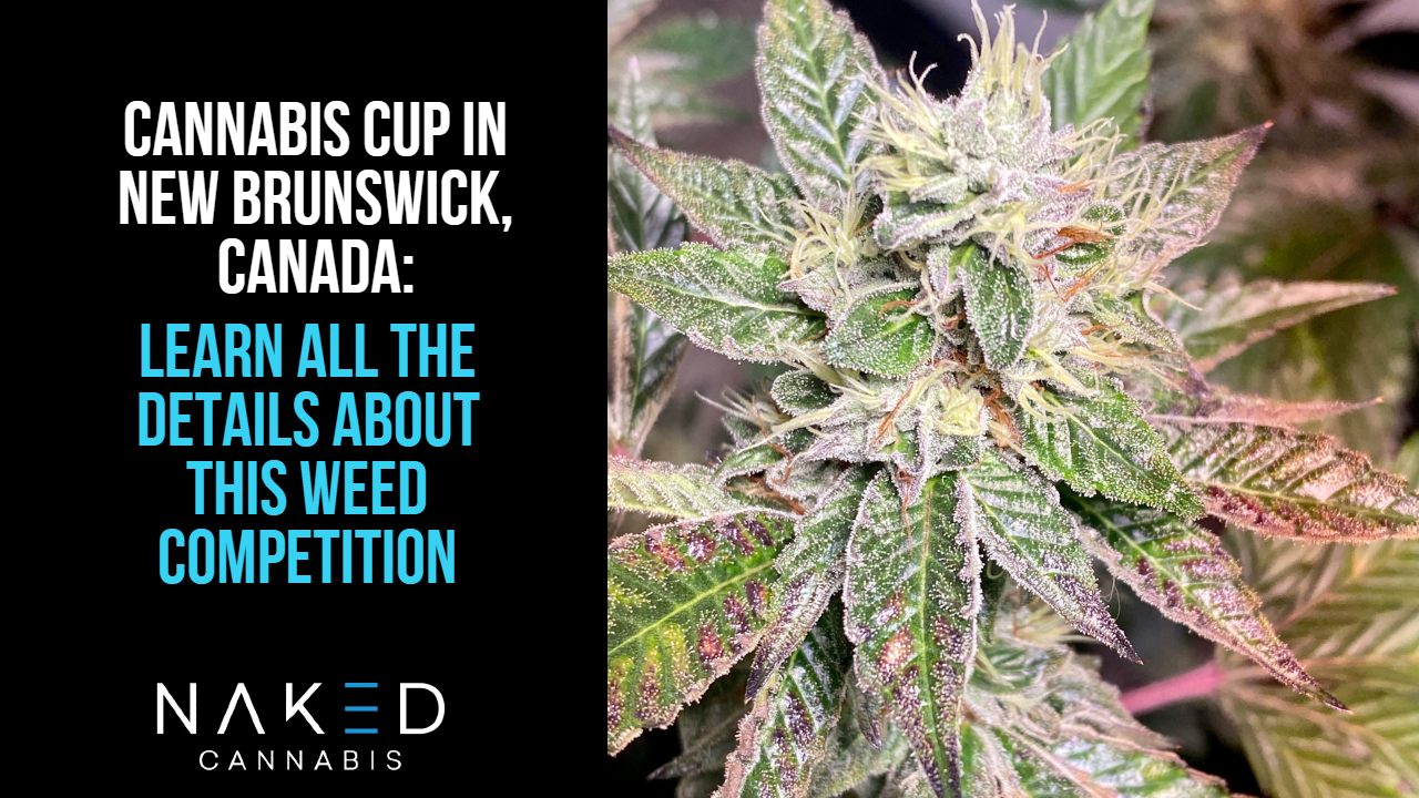 Read more about the article Cannabis Cup Coming to New Brunswick, 2021