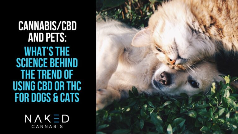 Read more about the article What’s the Science Behind Cannabis and CBD Use for Pets