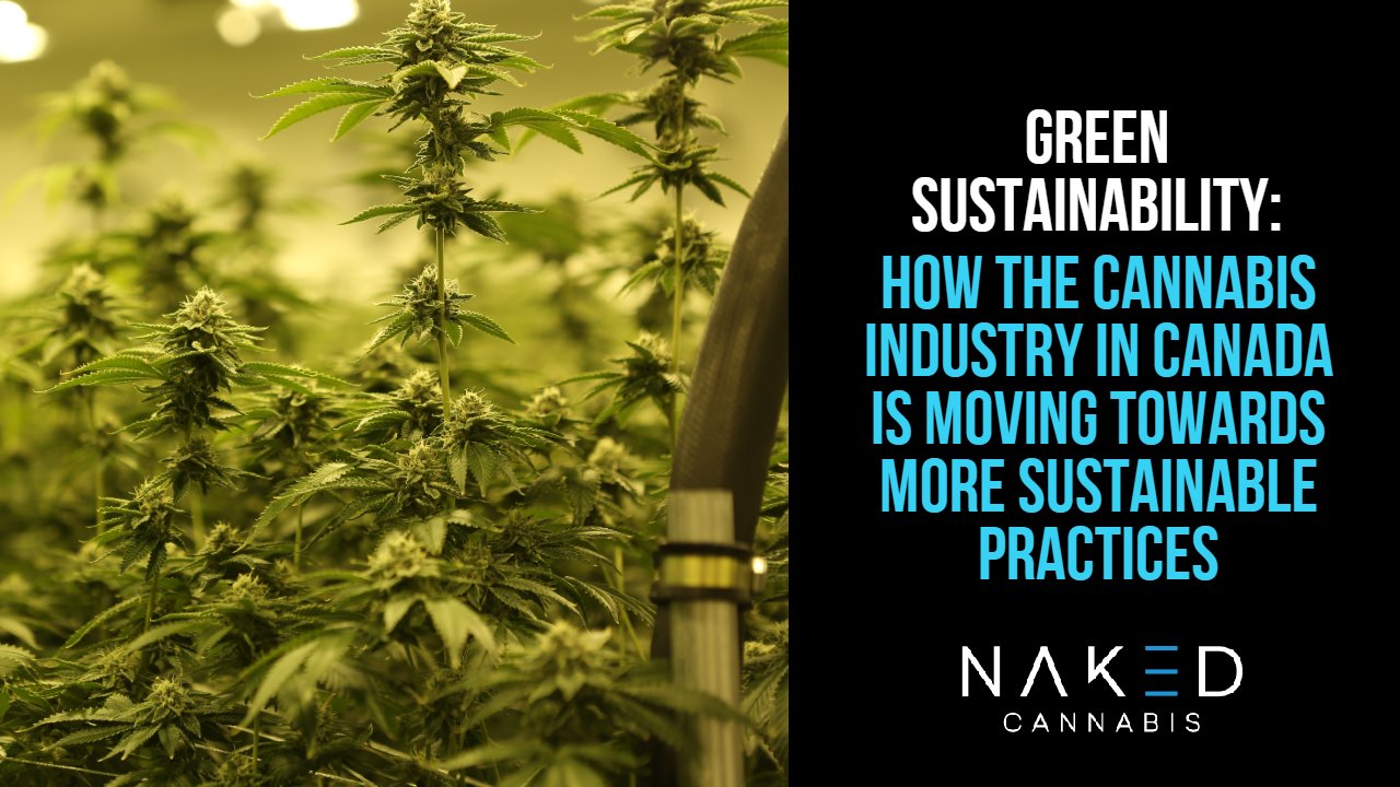 Read more about the article How Green Sustainability Is Making Its Way Into The Weed Industry
