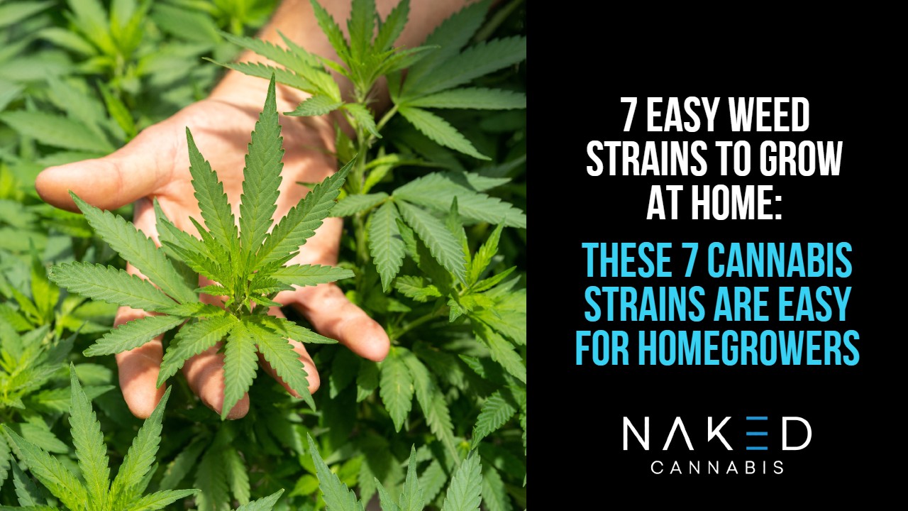 Read more about the article 7 of the Easiest Cannabis Strains To Grow At Home