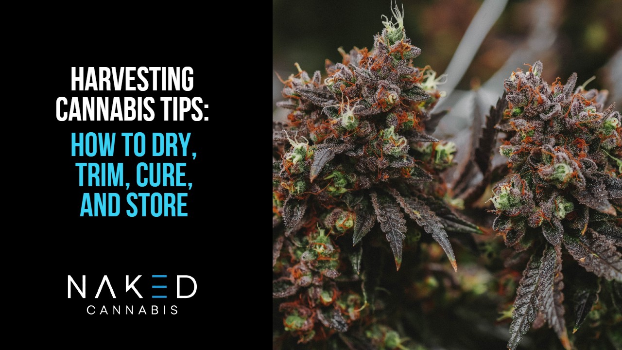 Read more about the article Harvesting Cannabis Tips and Considerations