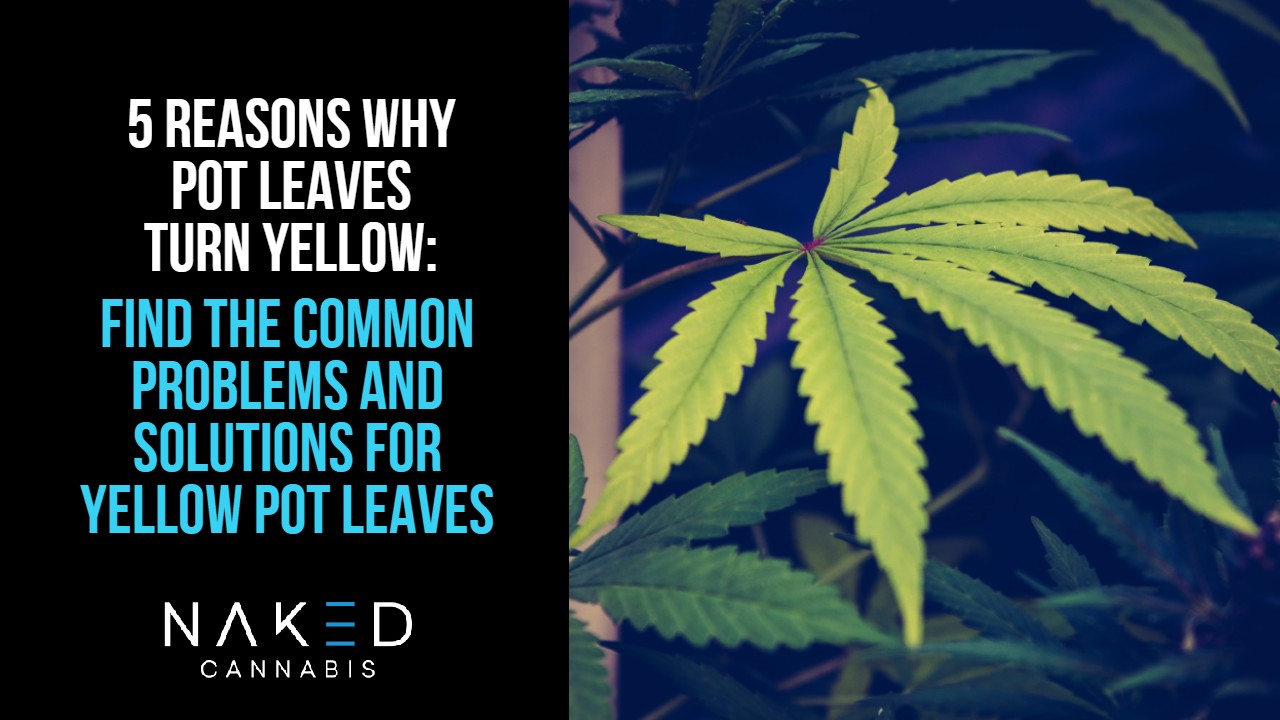 Read more about the article Why Are My Cannabis Leaves Turning Yellow?​