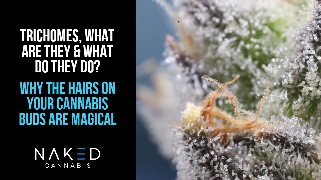 Read more about the article What Are Trichomes on Cannabis & What’s Their Secret Power?