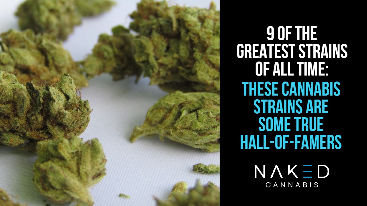Read more about the article 9 of the Greatest Weed Strains of All Time: Cannabis Heavy-Hitters