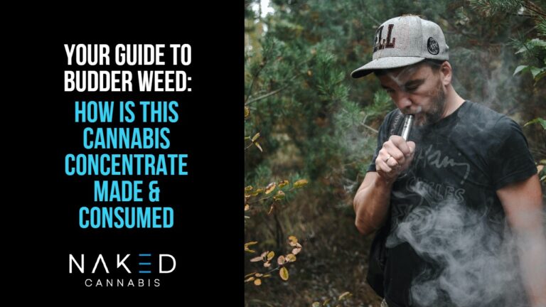 Read more about the article A Comprehensive Guide To Budder Weed