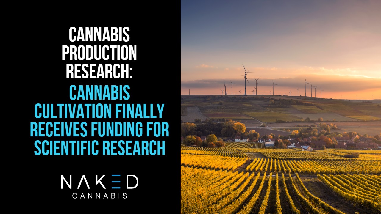 cannabis production in a large field for article on funding for research