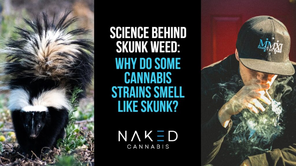 Marijuana Smells Like a Skunk Sometimes Why? Online Dispensary