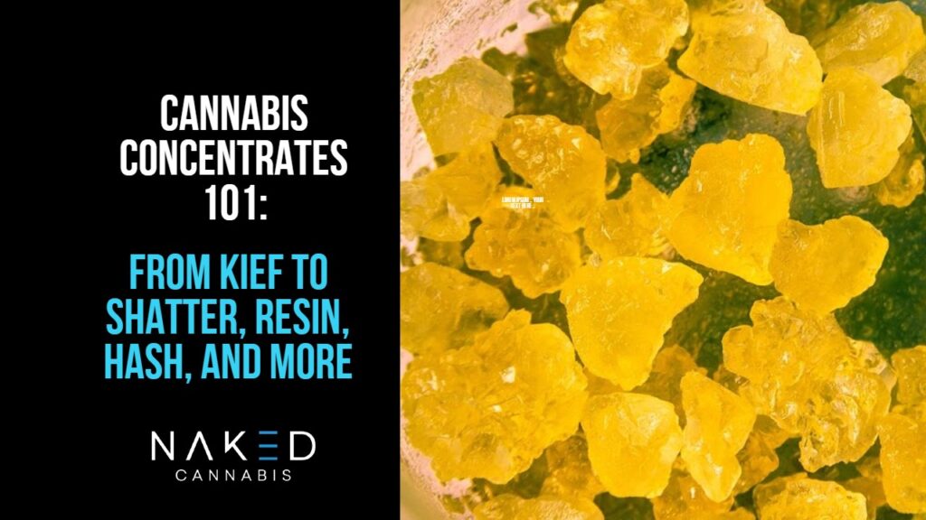 Cannabis Concentrates 101: Understanding Tinctures, Shatter, & More