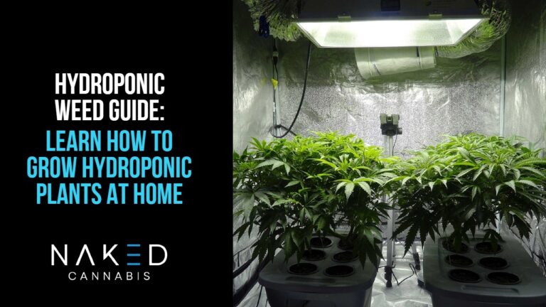 Read more about the article A DIY Guide to Growing Hydroponic Weed