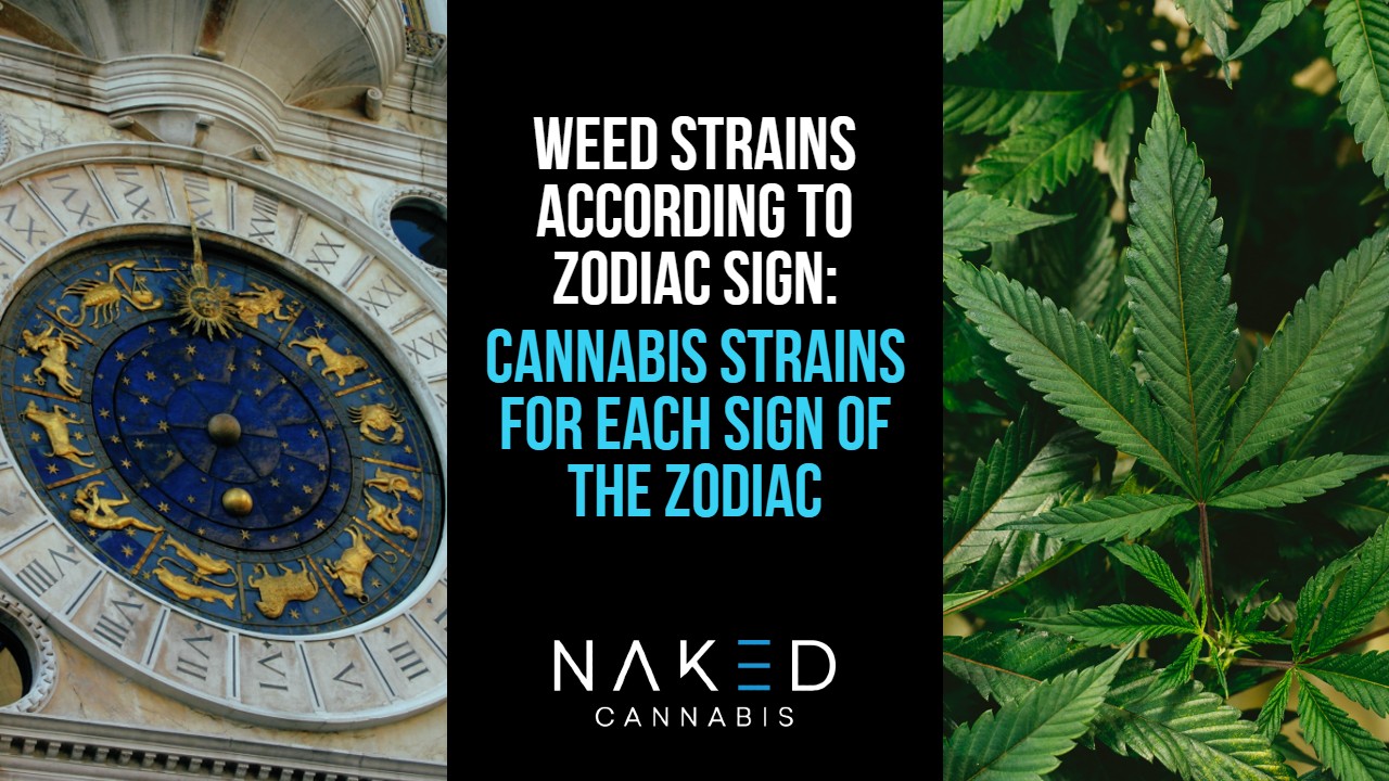 picture of zodiac signs and various weed strains for article on which ones are best based on horoscope