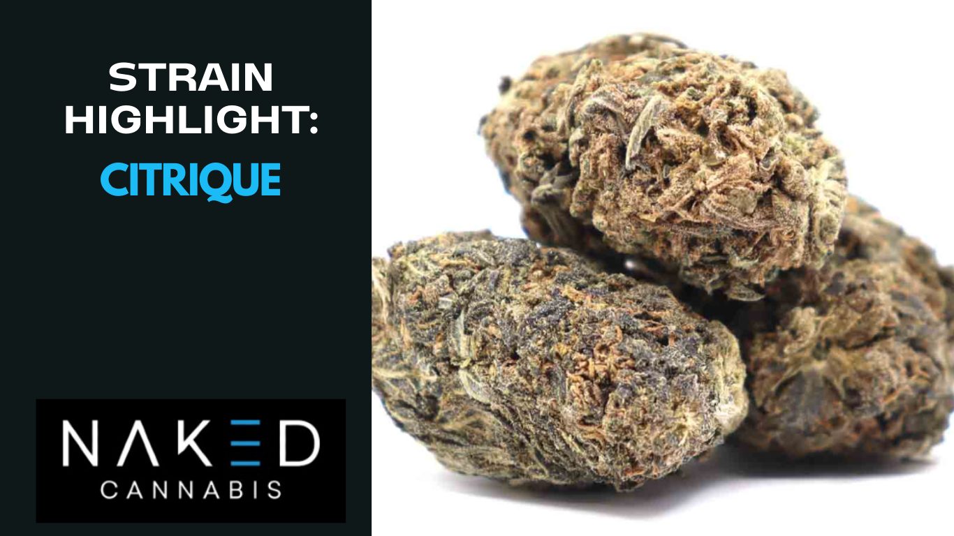 Read more about the article Strain Highlight of the Week: Citrique