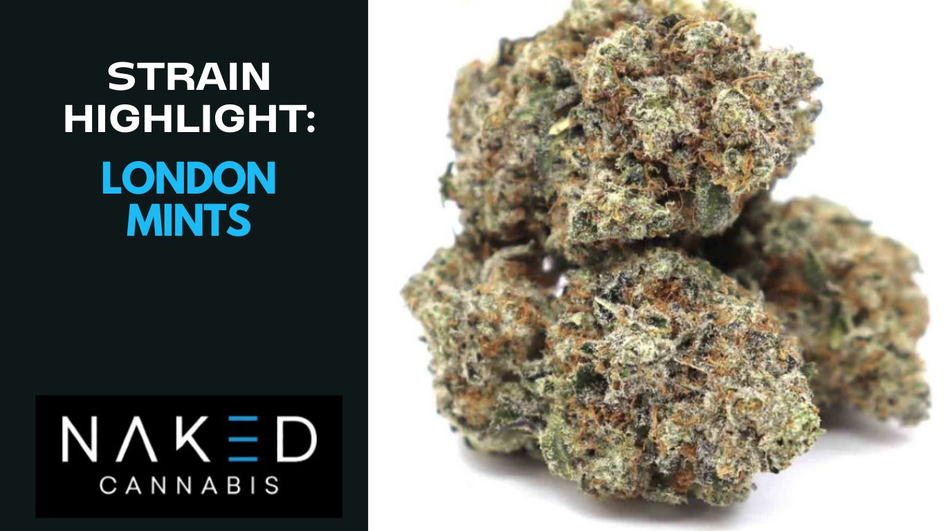 Read more about the article Strain Highlight: London Mints