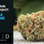 Strain Highight: Maui Wowie