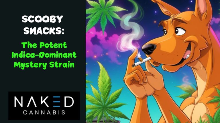 Read more about the article Scooby Snacks: The Potent Indica-Dominant Mystery Strain