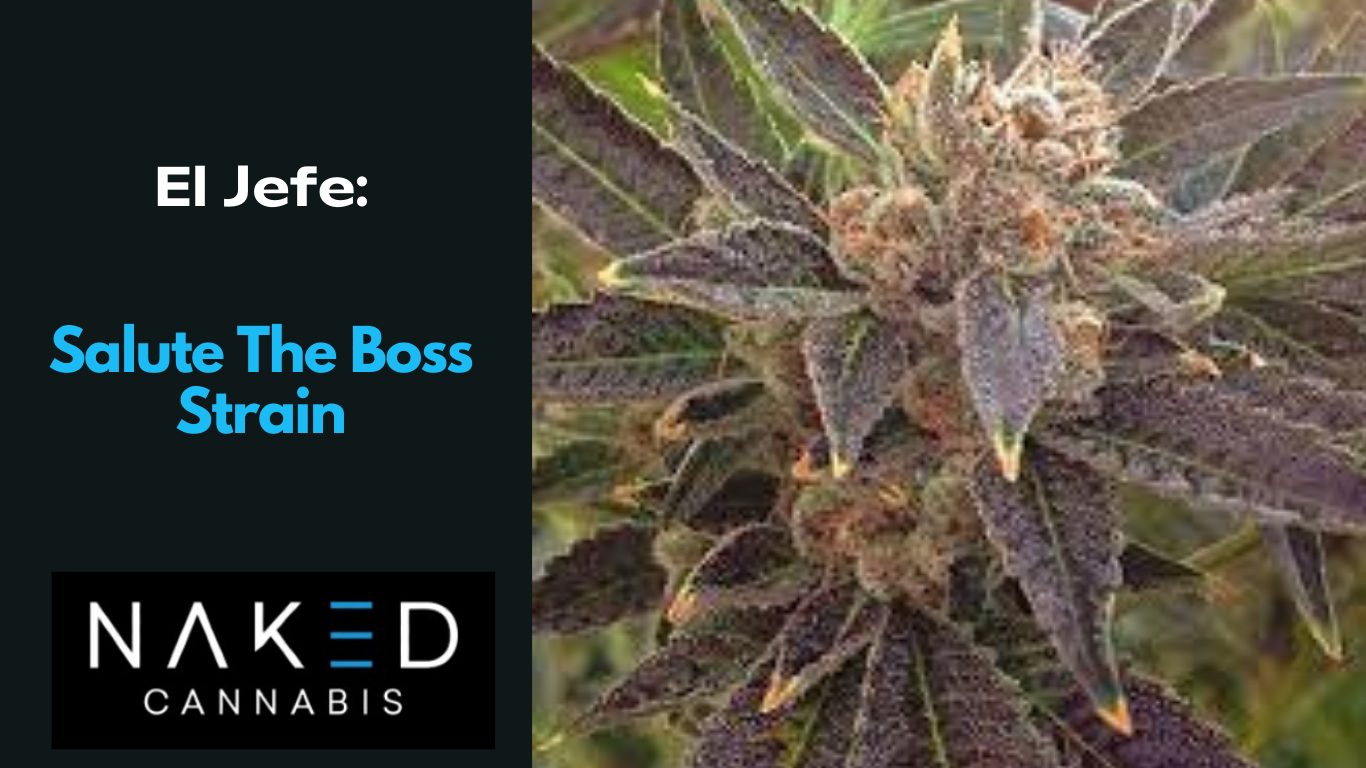 Read more about the article El Jefe: Salute The Boss Strain